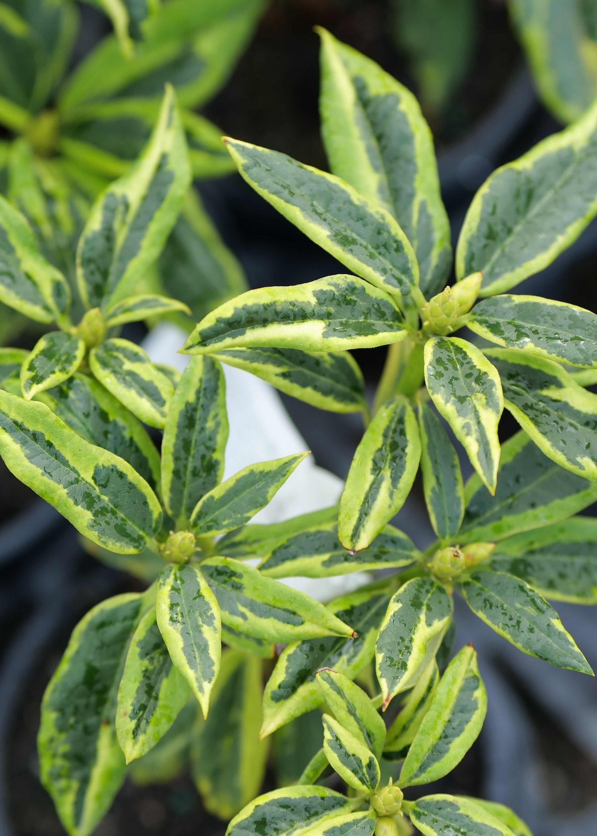 Close-up of Rhododendron Cornubia Variegatum plant leaves with glossy surfaces and small buds, photographed outdoors against a dark blurred background.