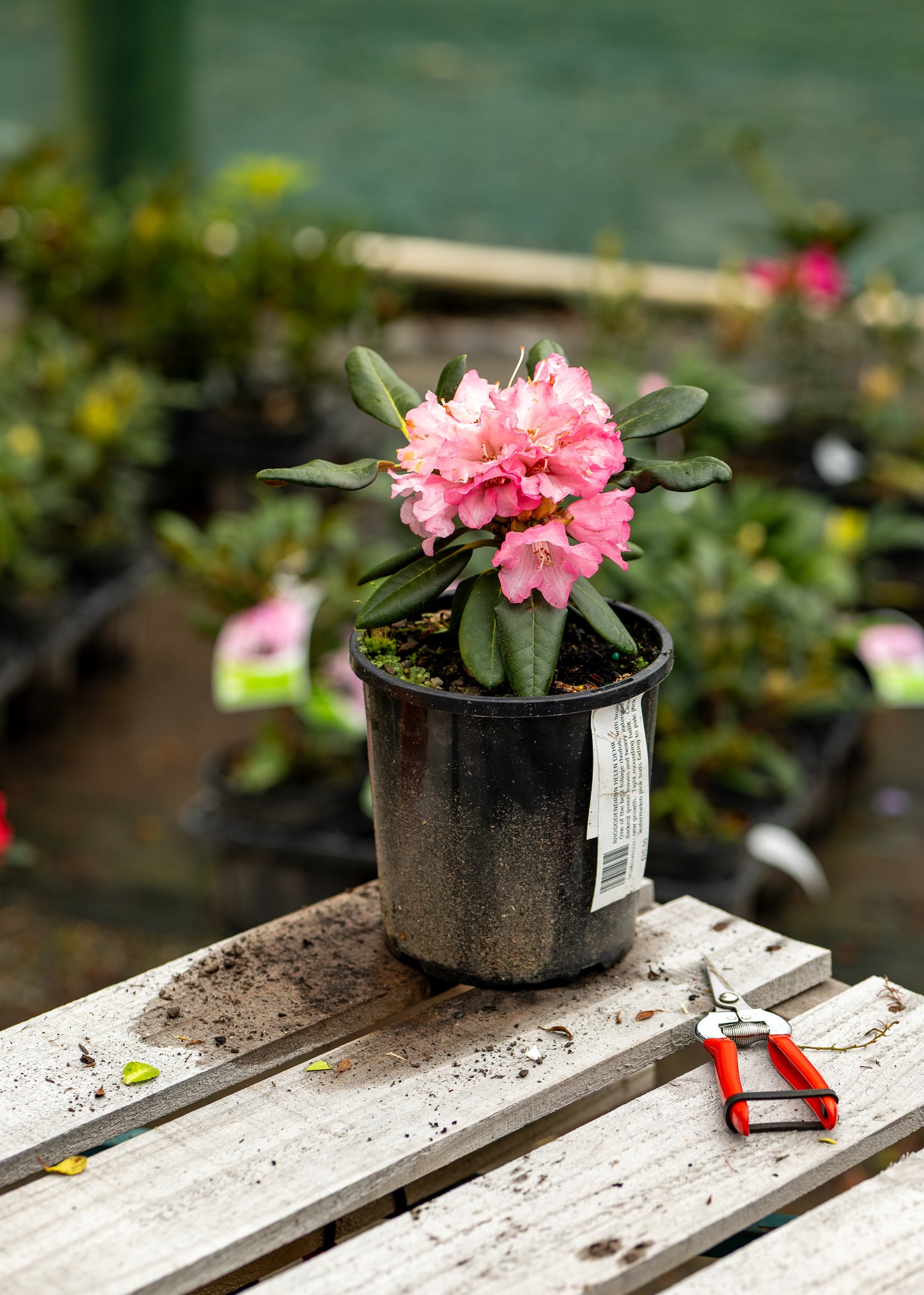 Rhododendron Helen Dehr