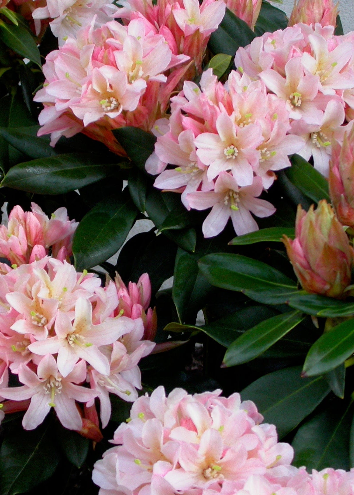 Rhododendron Hinoki
