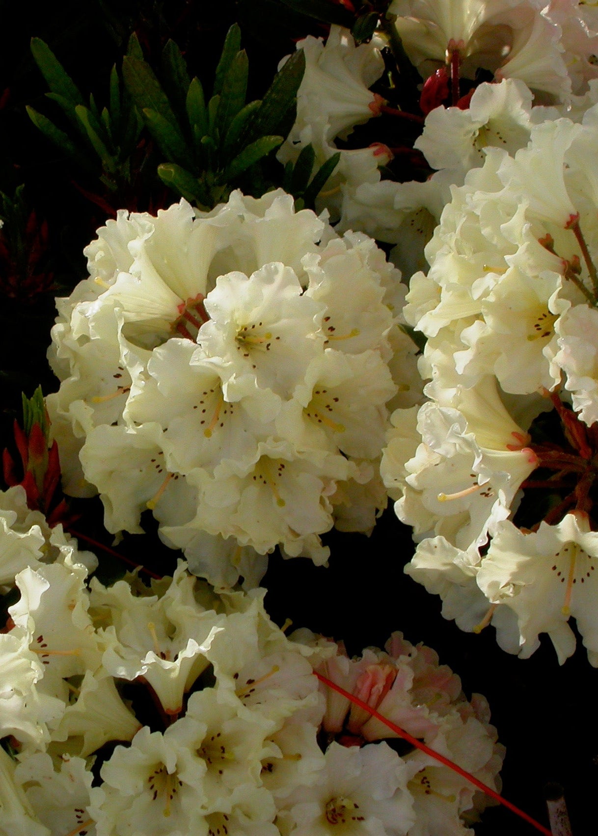 Rhododendron Kiwi Pearl