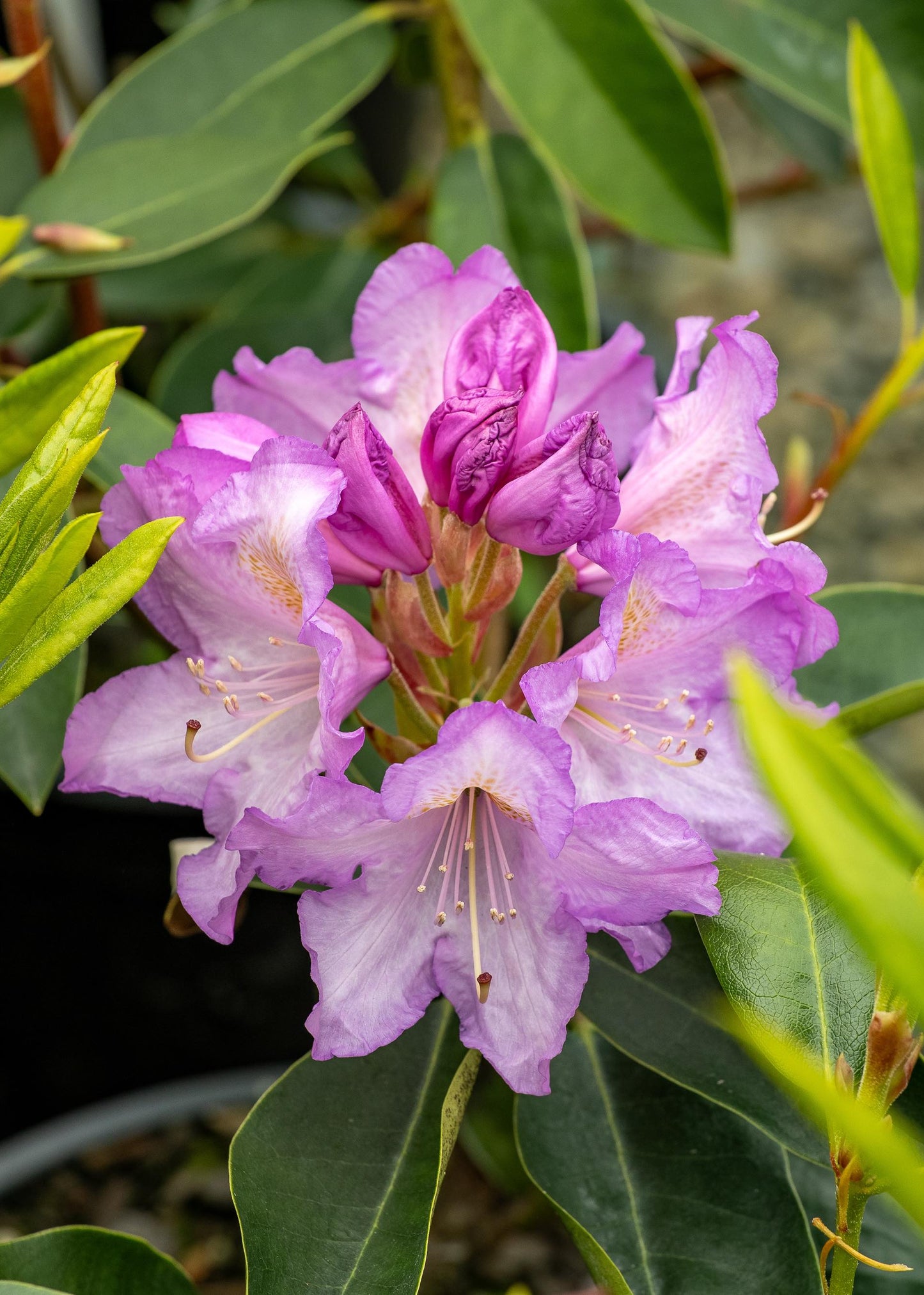 Rhododendron Mrs Jp Lade