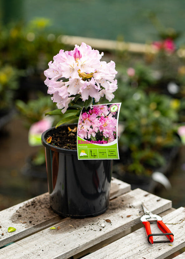 Rhododendron Pontiyak – CJ's Plant Farm