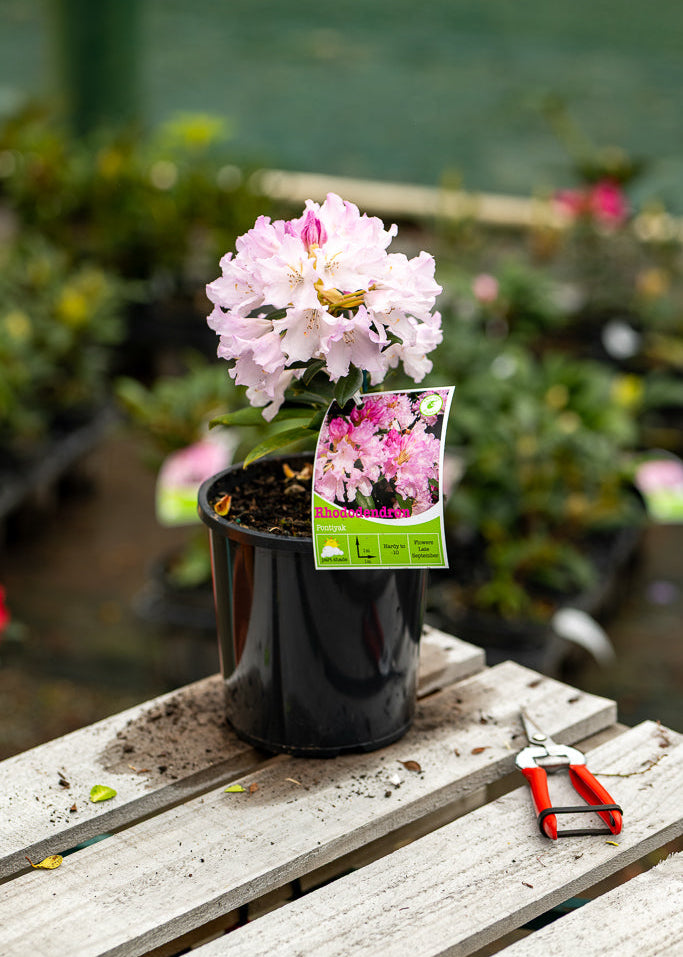 Rhododendron Pontiyak