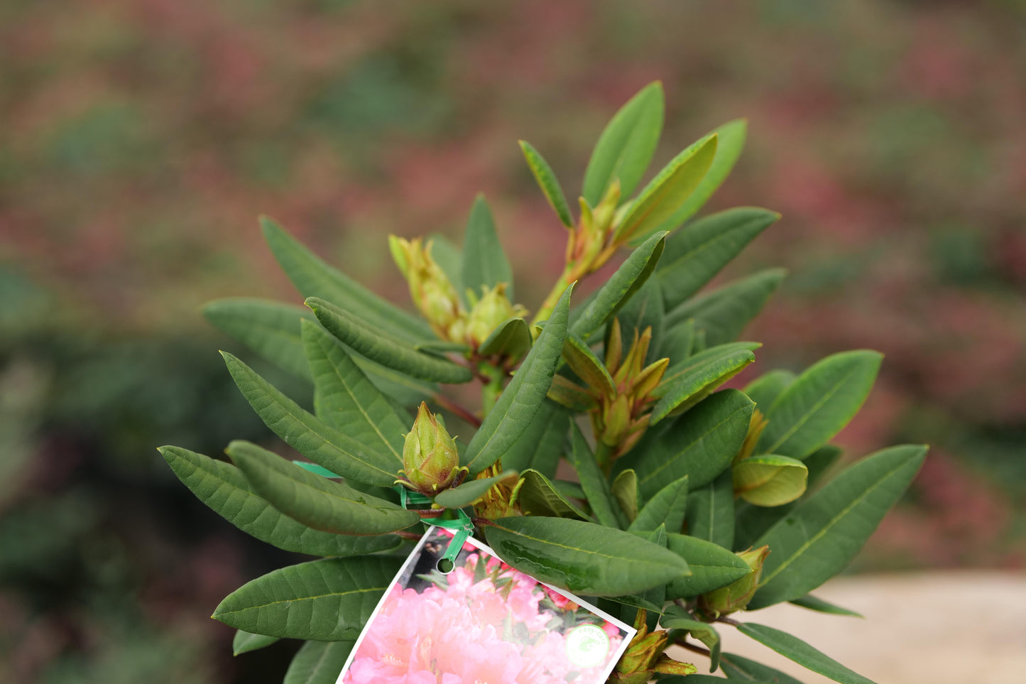 Rhododendron Ross Maud