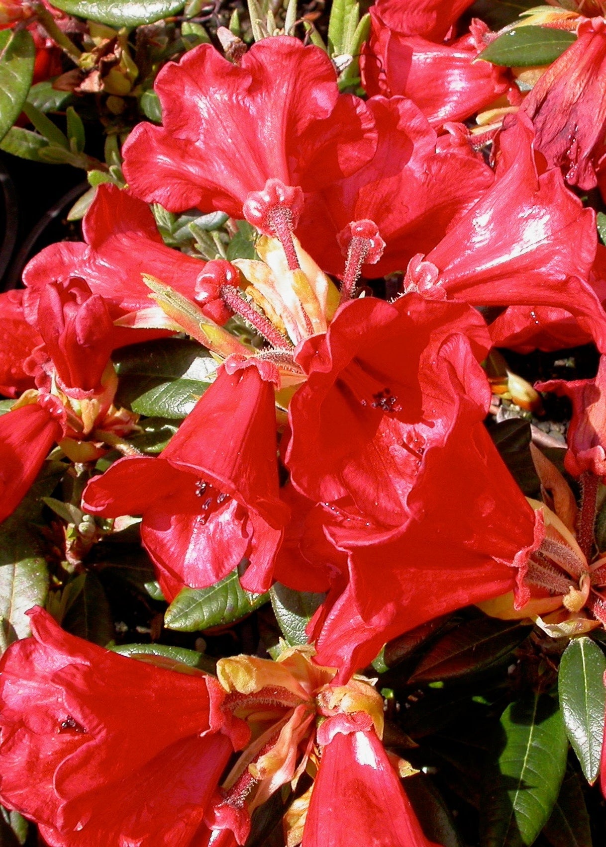 Close-up of vibrant red Rhododendron Ruby Hart flowers with green leaves in a garden setting.