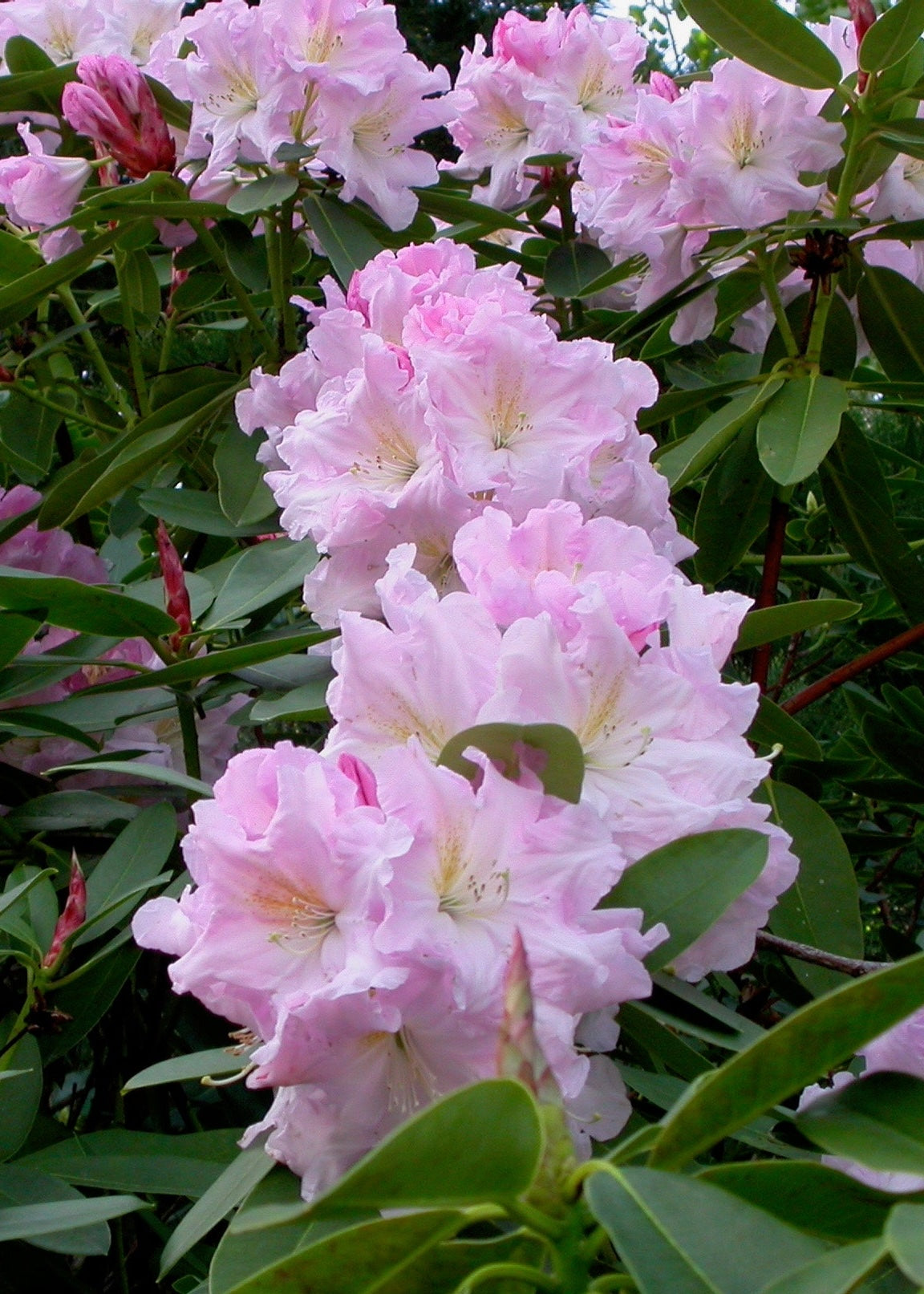 Pink Rhododendron Van Dec flowers with green leaves in a natural setting