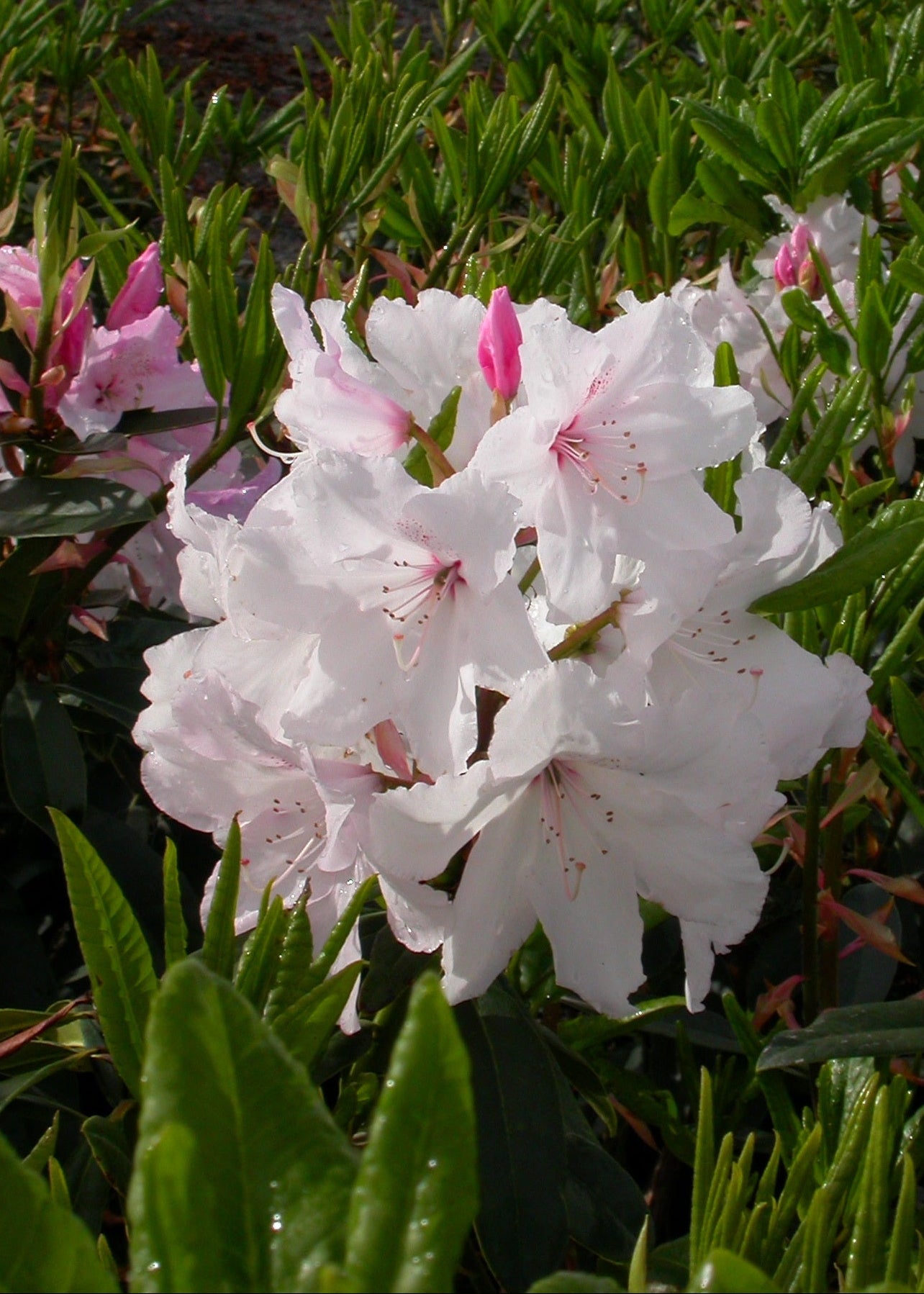 Rhododendron White Pearl