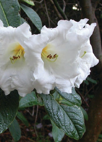 Two white flowers of Rhodo Mi Amor with green leaves on a dark background