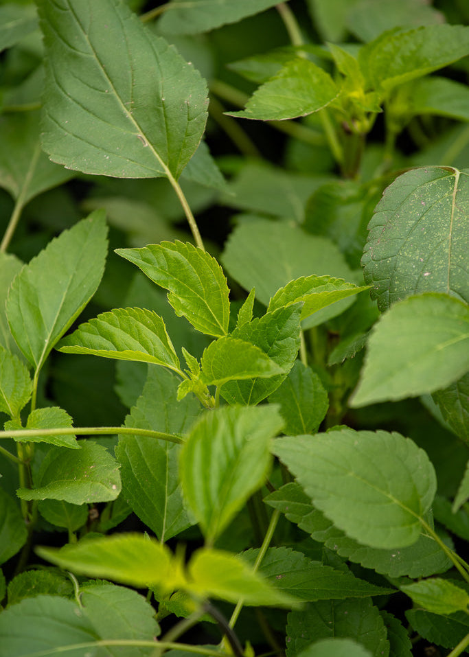 Close-up of green leaves of Salvia Amistad with a blurred background
