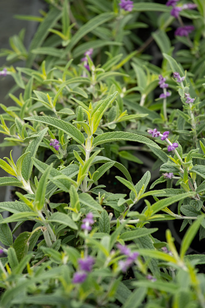 Salvia Leucantha
