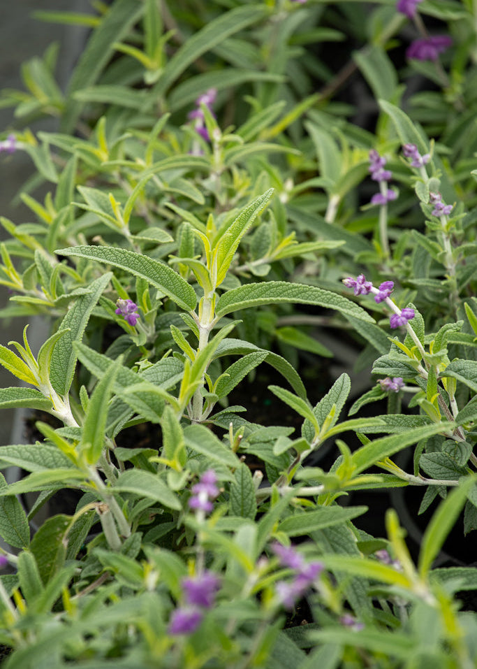 Close-up of Salvia leucantha and its green leaves with velvety purple flowers