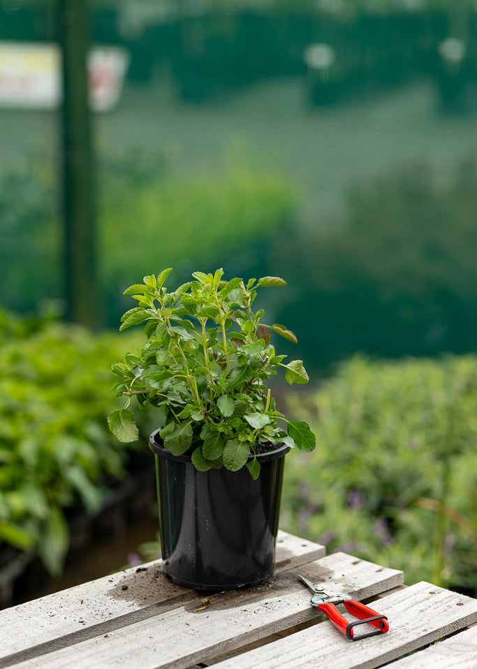 Potted Salvia Greggii Alba plant on a wooden surface with a blurred garden background