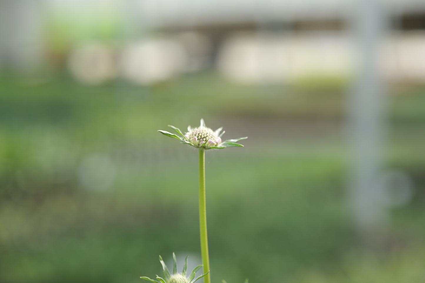 Scabiosa Fama White