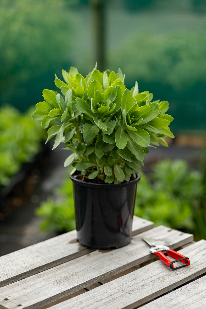 Sedum Spectabile Stardust