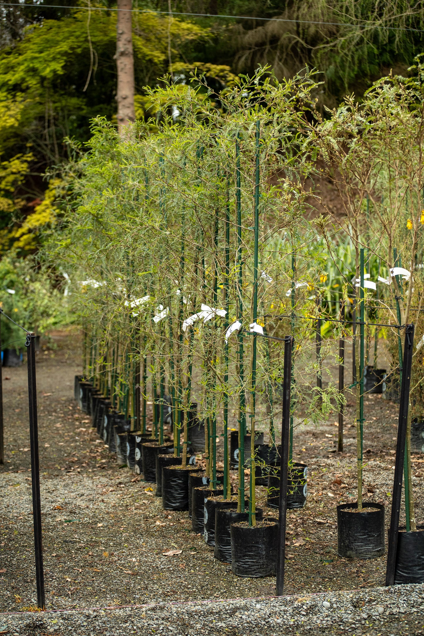 Sophora Goldie’s Mantle