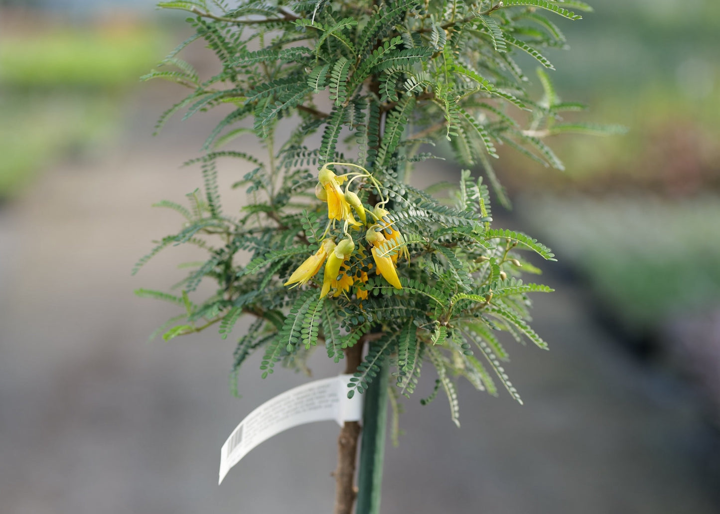 Close up of yellow flowers on Kowhai Dragons Gold with a blurred background