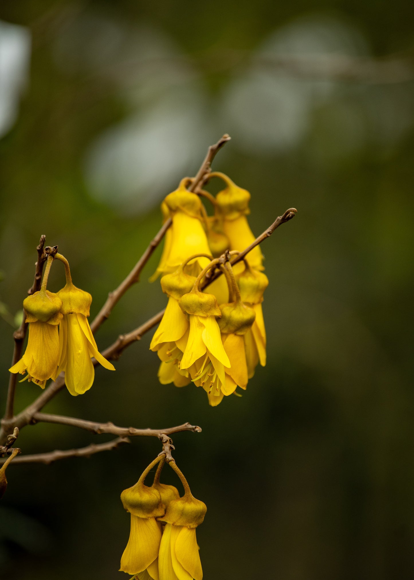 Sophora Molloyi