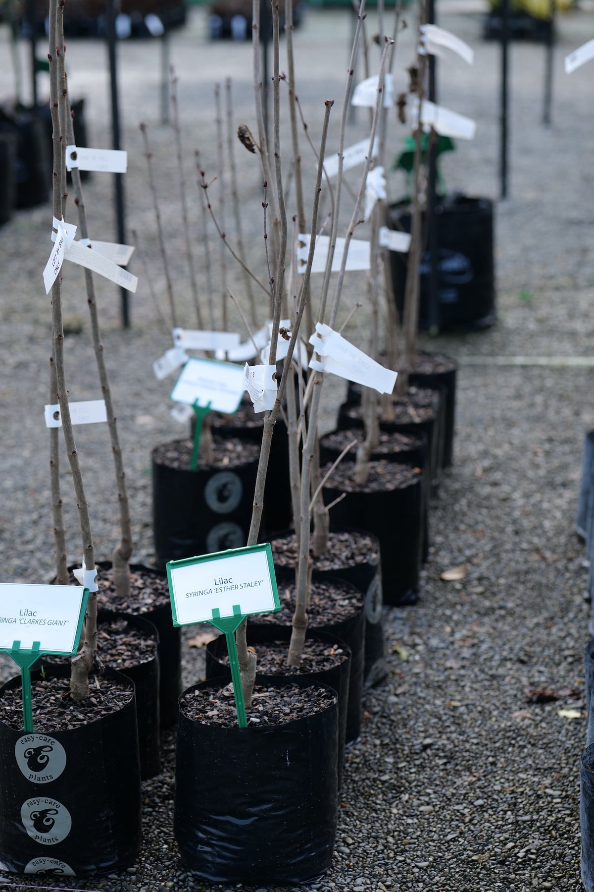 A row of young Syringa Esther Staley trees in black plastic nursery pots on a gravel path, each with a small white tag attached.