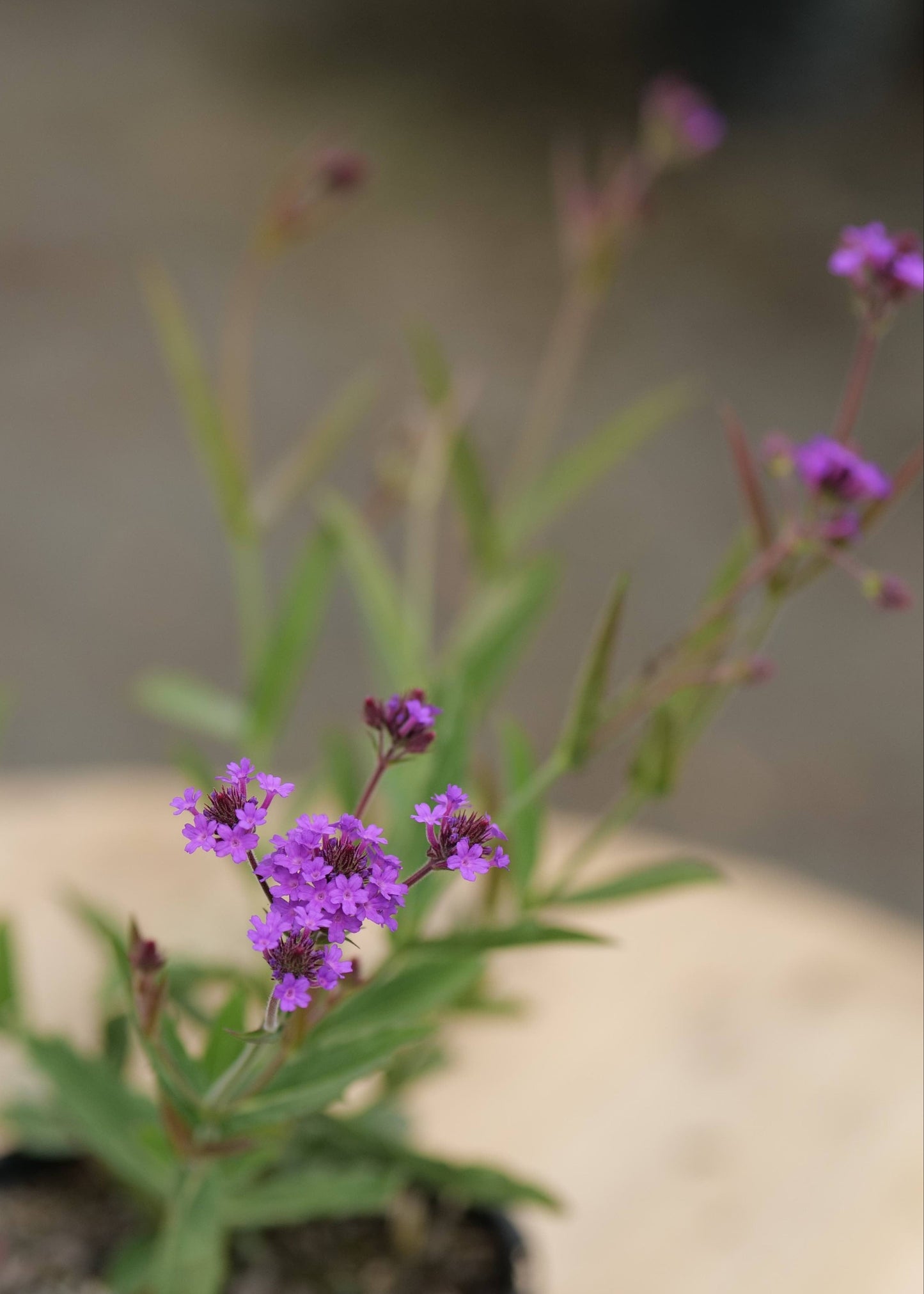 Verbena Rigida