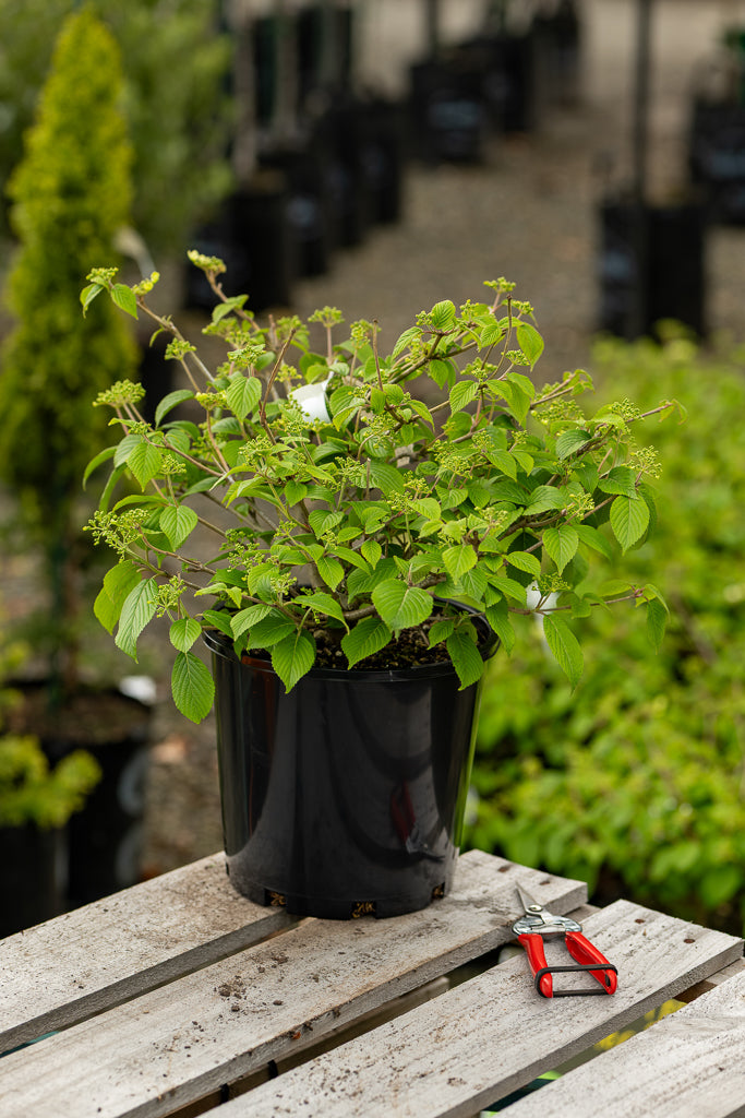 Viburnum Plicatum ‘Summer Snowflake’