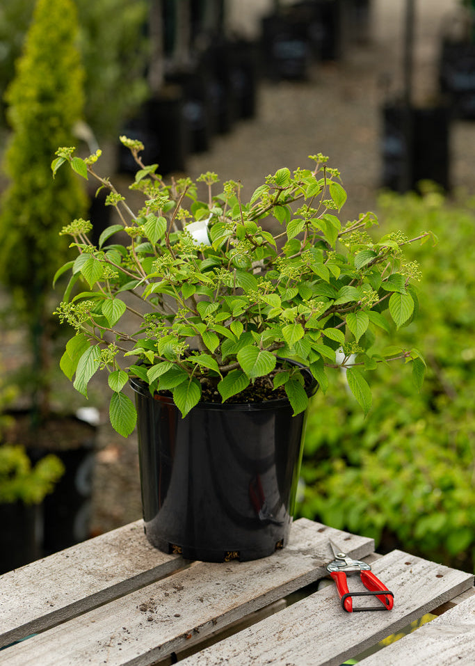 Potted Viburnum Snowflake on a wooden surface with pruning shears in the foreground, blurred background of plants.