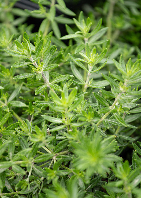 Close-up of a green leafy plant Westringia Low Horizon with a blurred background