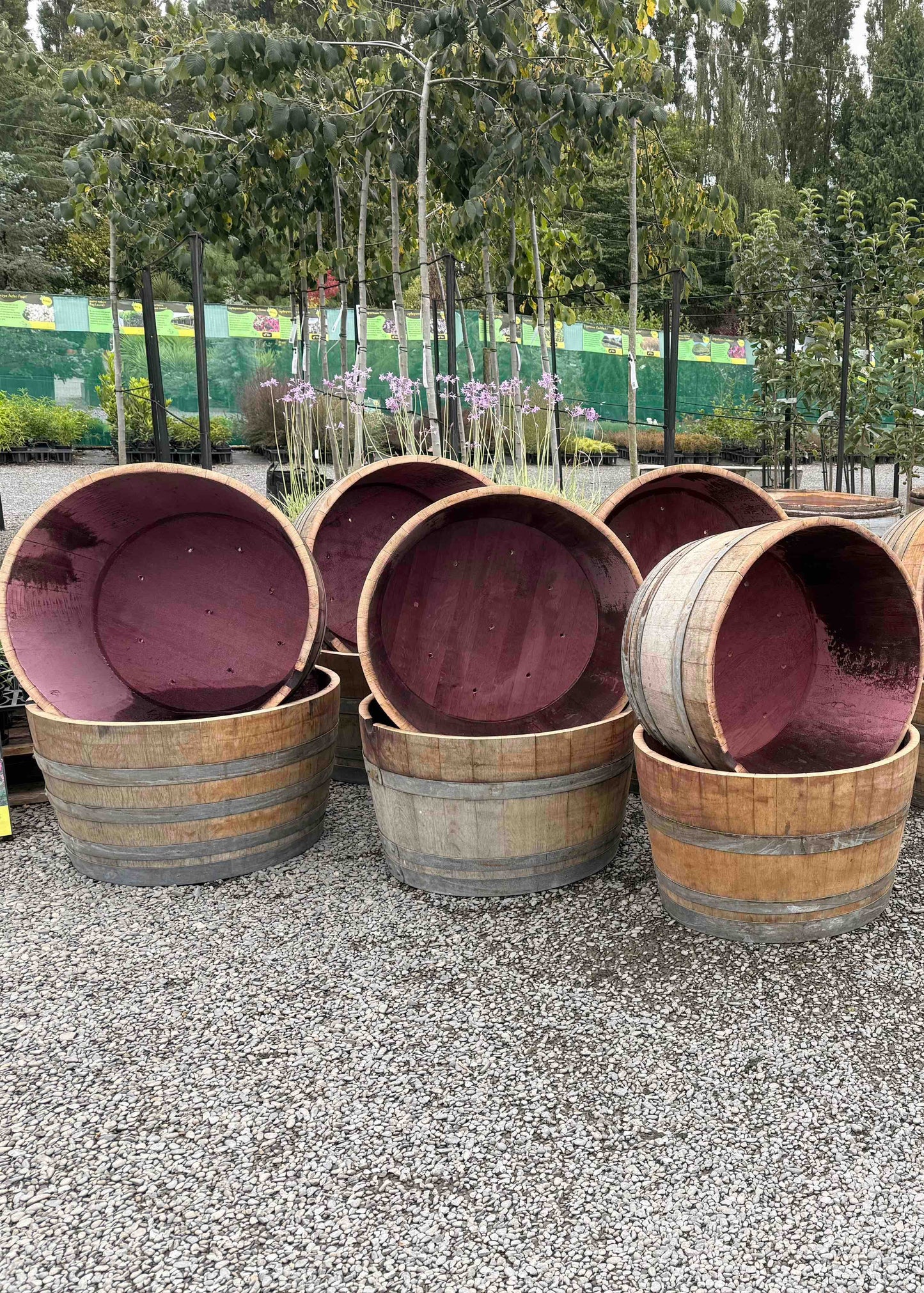 Oak Wine Barrels cut into planters with arranged outdoors on a gravel surface.