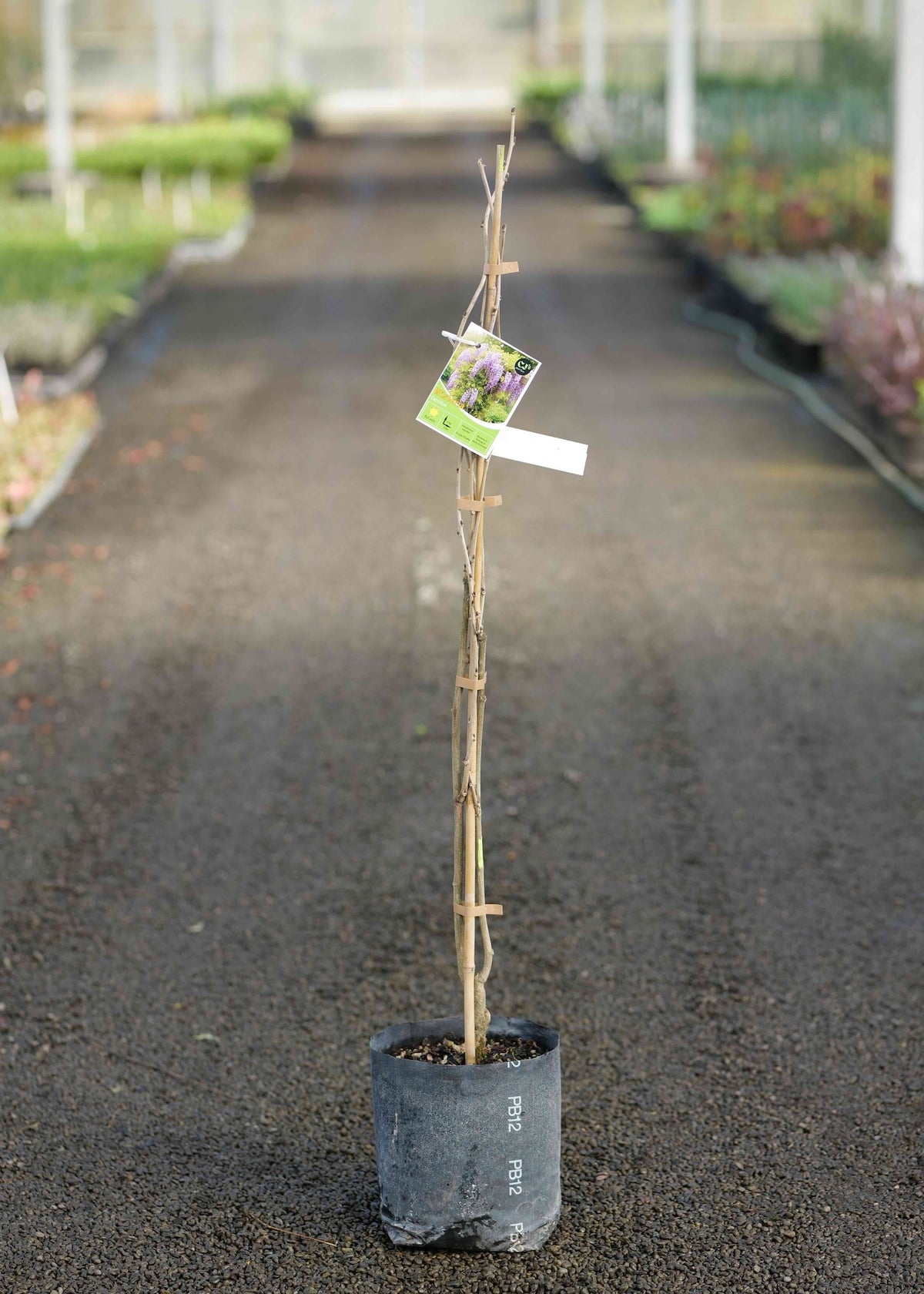 A Wisteria Sinensis Caroline in a black nursery pot, standing on a gravel path in a greenhouse or nursery setting. A small hanging tag is attached to the stem.