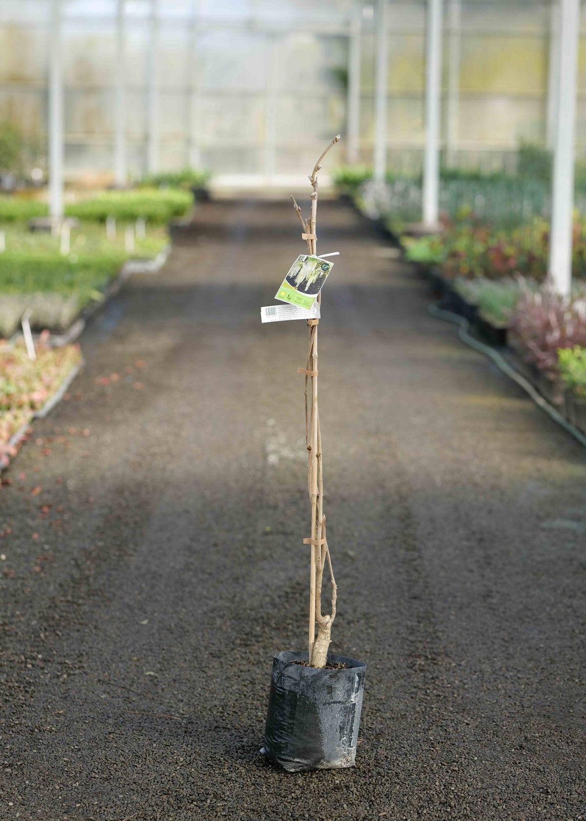 A Wisteria White Silk in a black plastic nursery bag stands on a paved path inside a greenhouse, with a small product tag attached near the top.