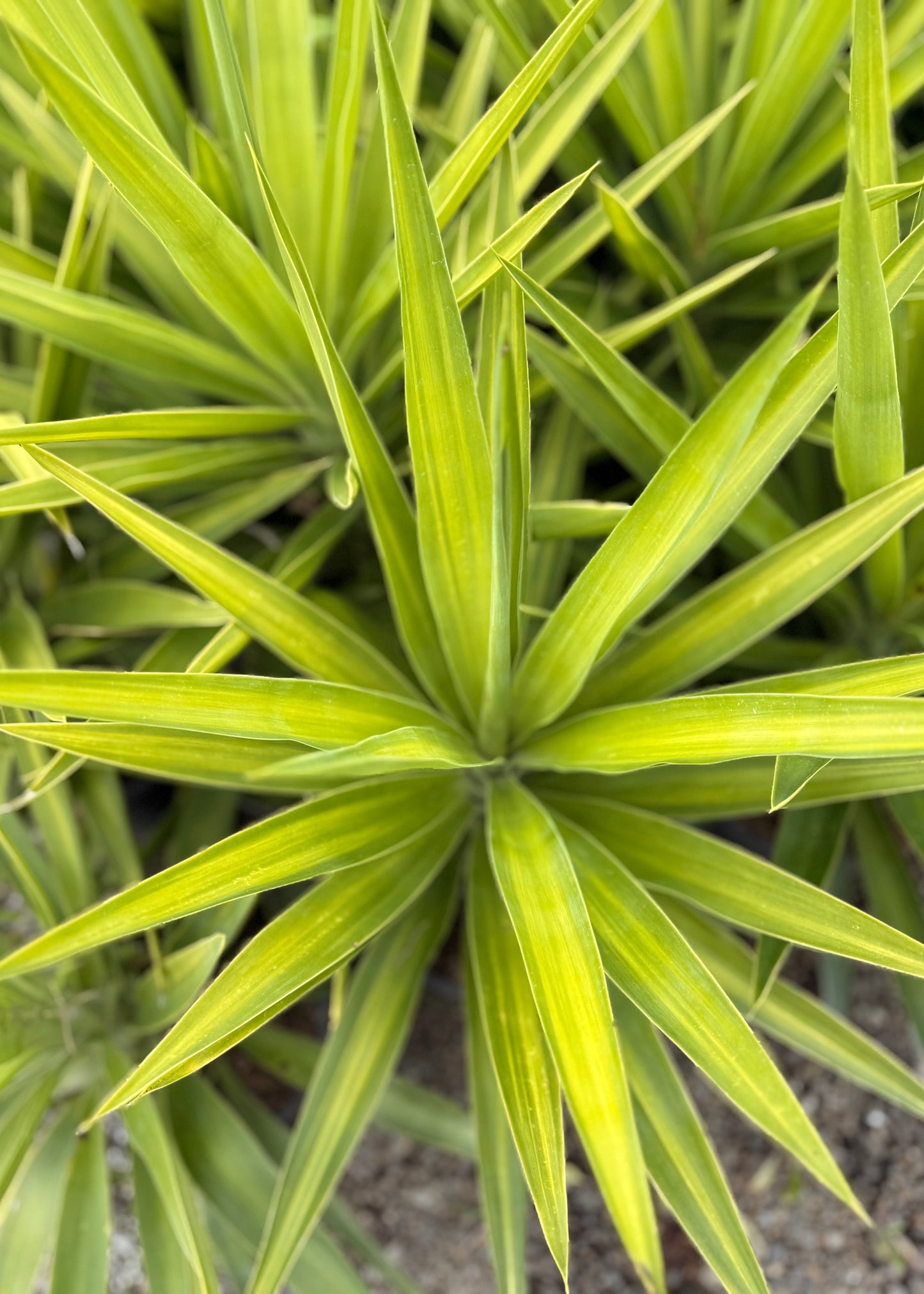 Yucca Elephantipes Moonlight