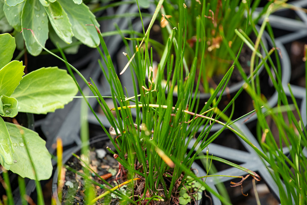 Zephyranthes Candida