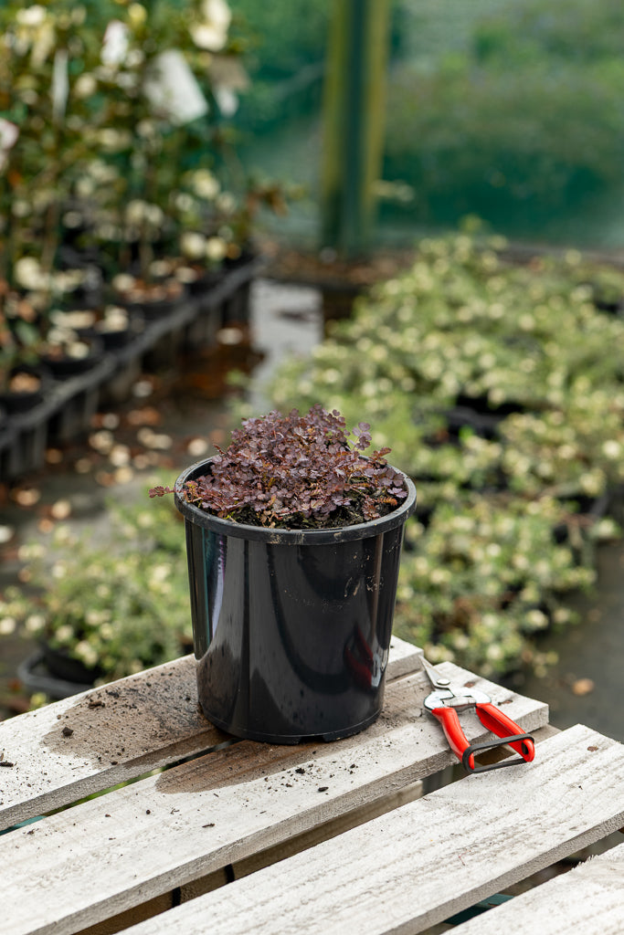 Acaena Inermis Purpurea