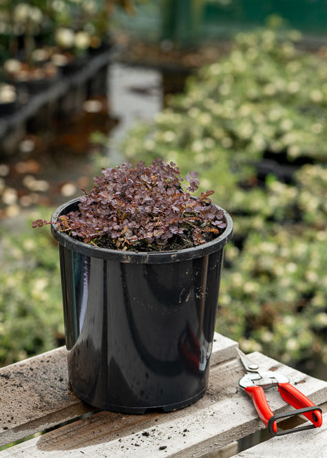 Black pot with Acaena Inermis Purpurea on a wooden surface in a greenhouse setting