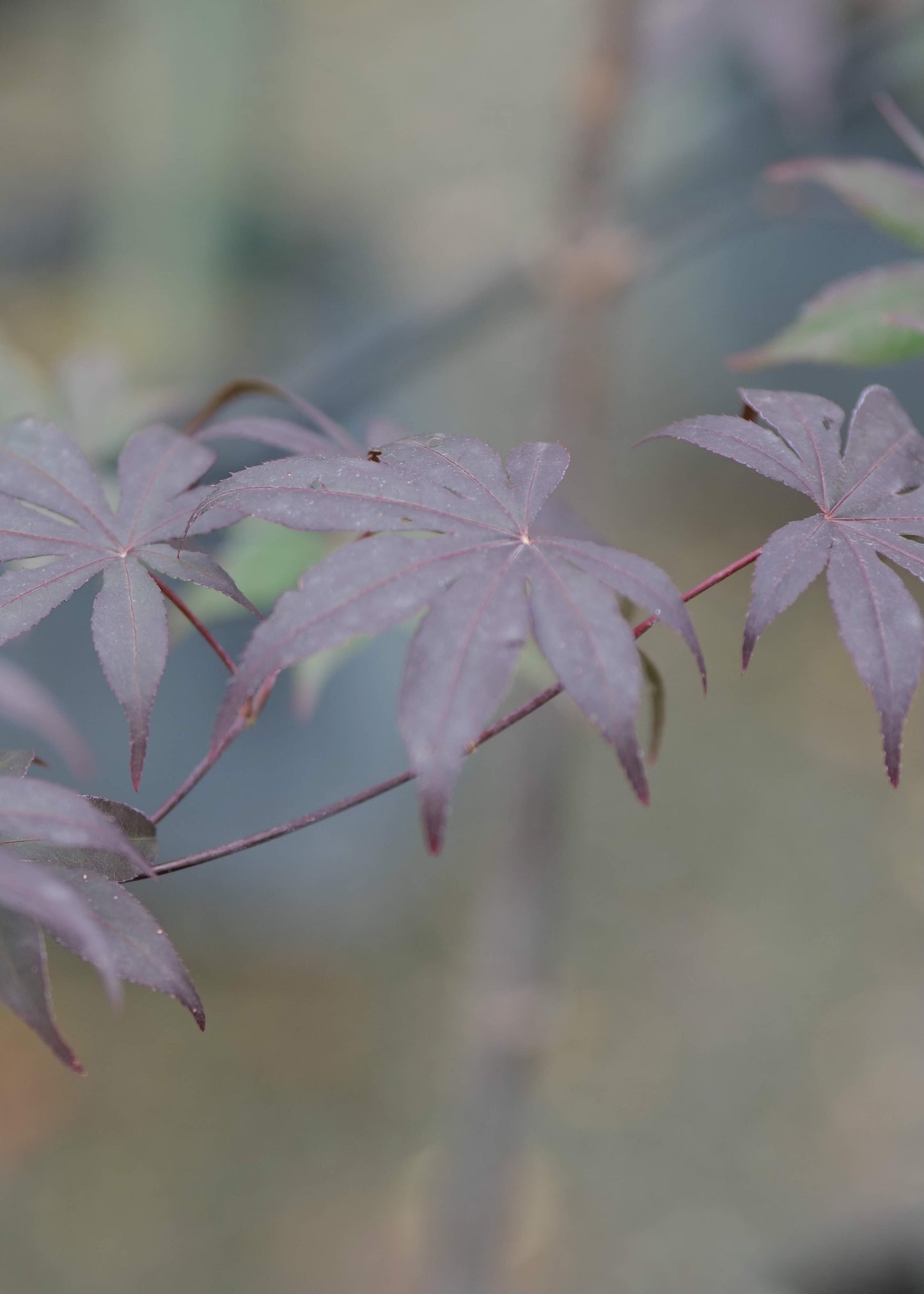 Close-up of purple Acer Red Emperor leaves with a blurred green background