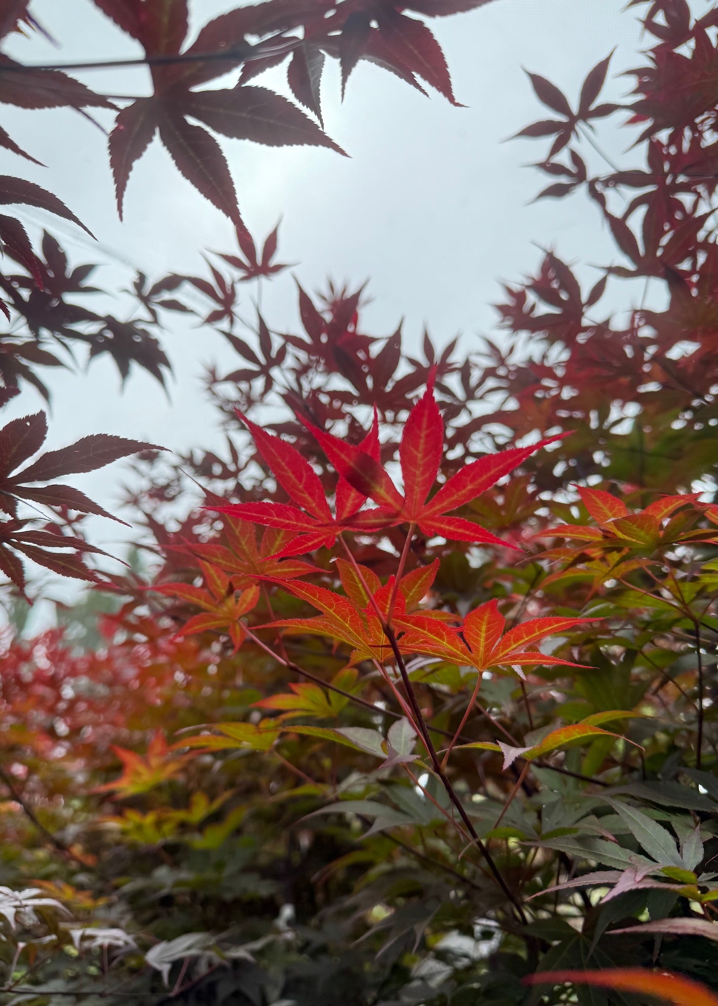Close-up of Acer Bloodgood with red, orange, and green colors against a blurred background.