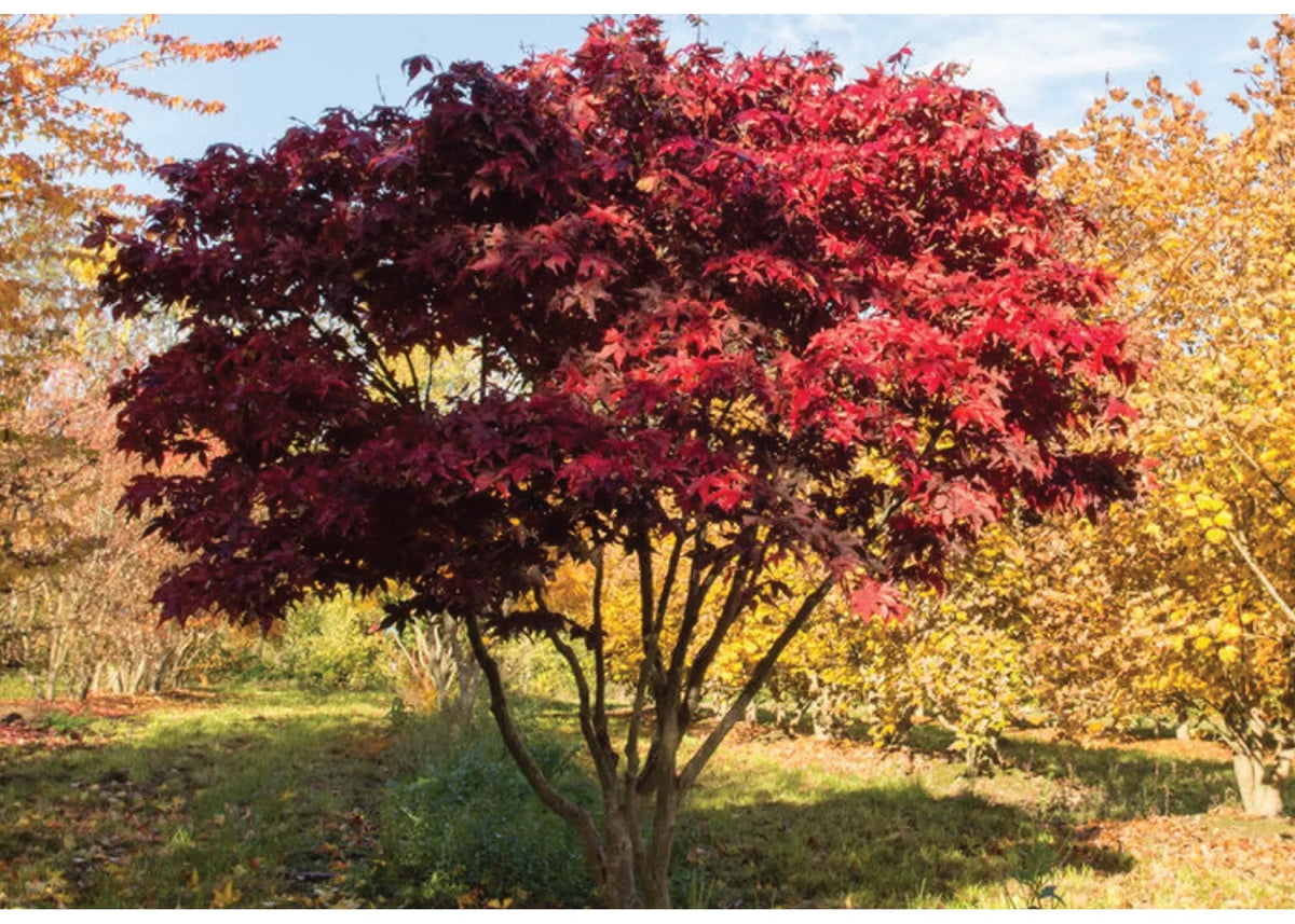 Acer Osakazuki with red foliage in a park setting with other trees and grass.