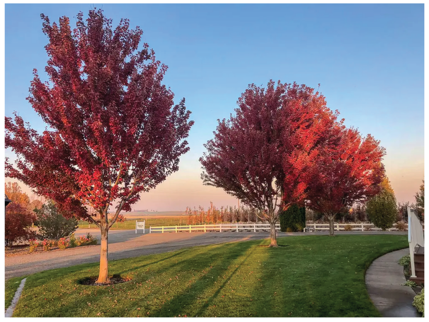 Acer Rubrum Brandywine