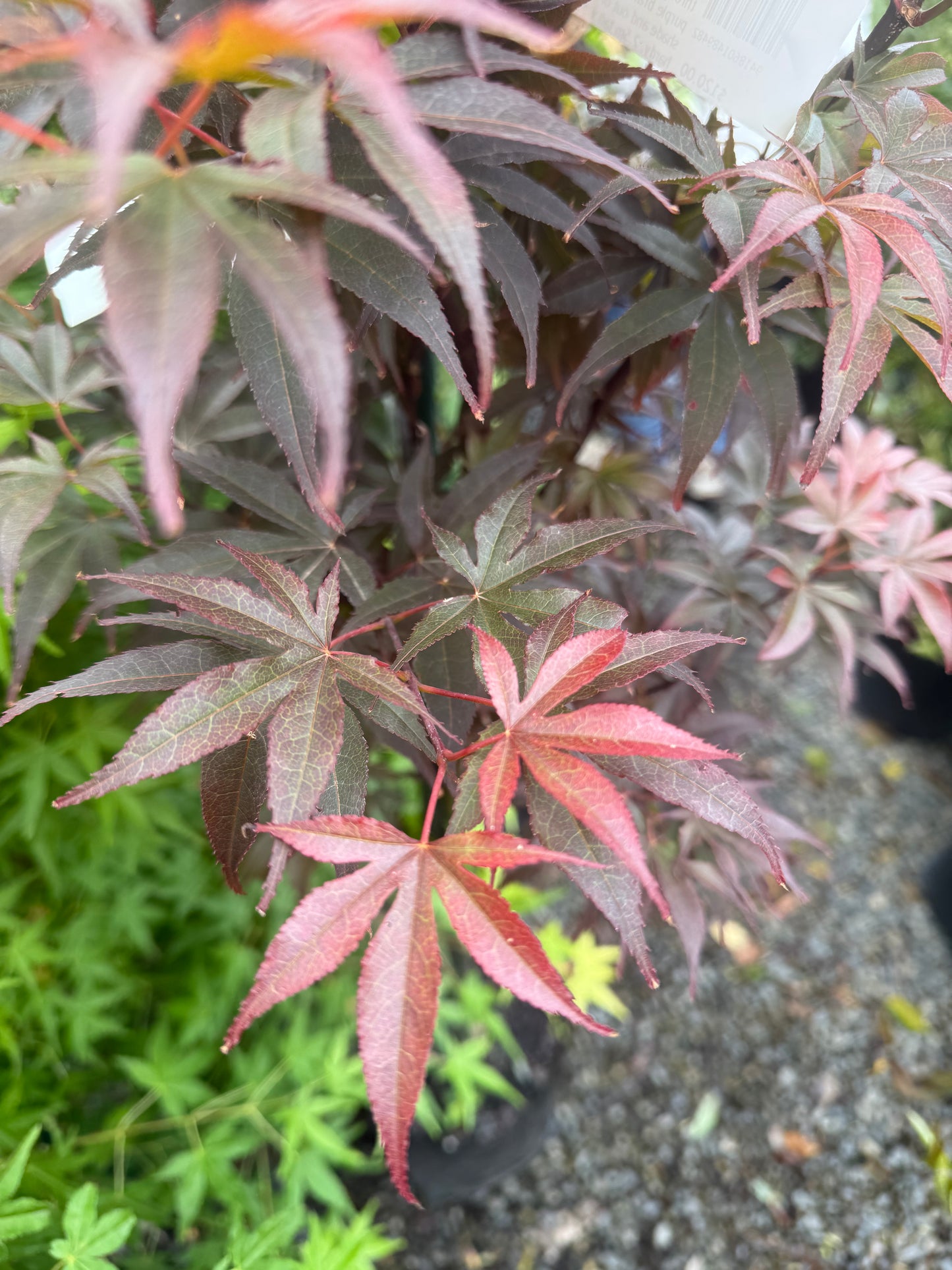 Acer Palmatum Skeeters Broom