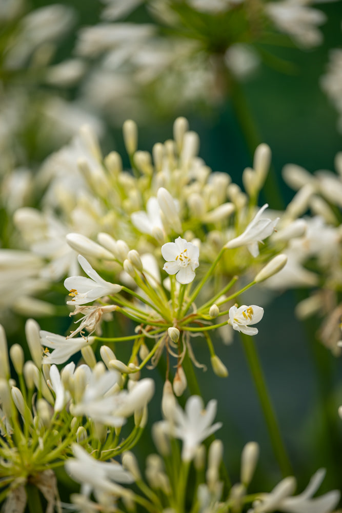 Close-up of agapanthus seafoam white flowers with a blurred green background