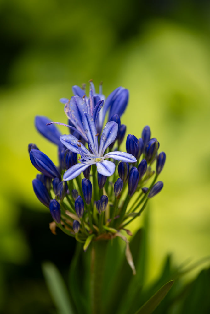 Agapanthus Charlotte