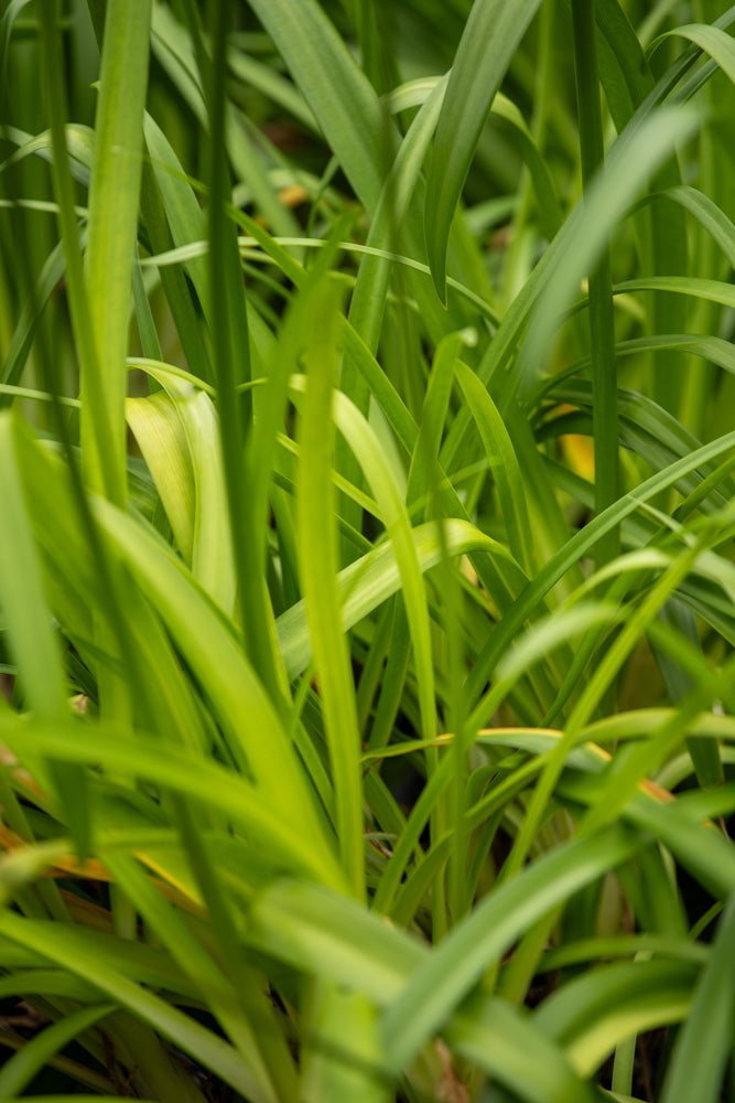 Agapanthus Gails Sapphire