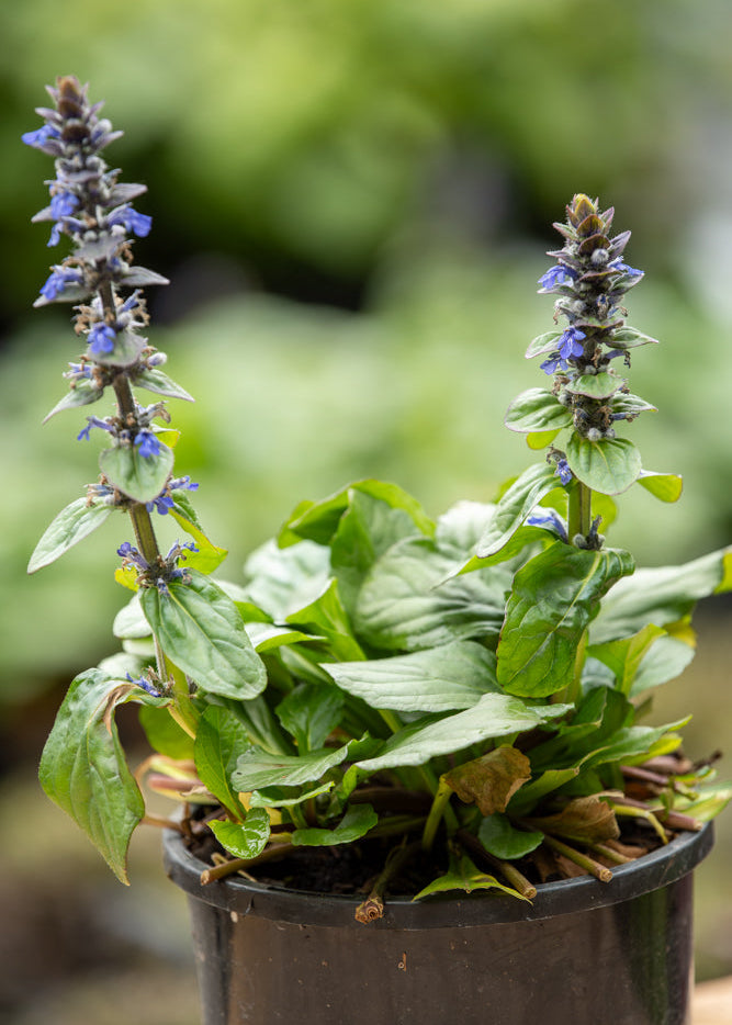 Potted Ajuga Texas Tough with green leaves and small blue flowers on a blurred background