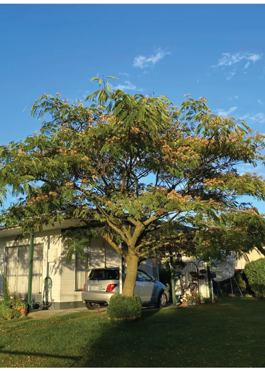 Albizia Julibrissin Rosea