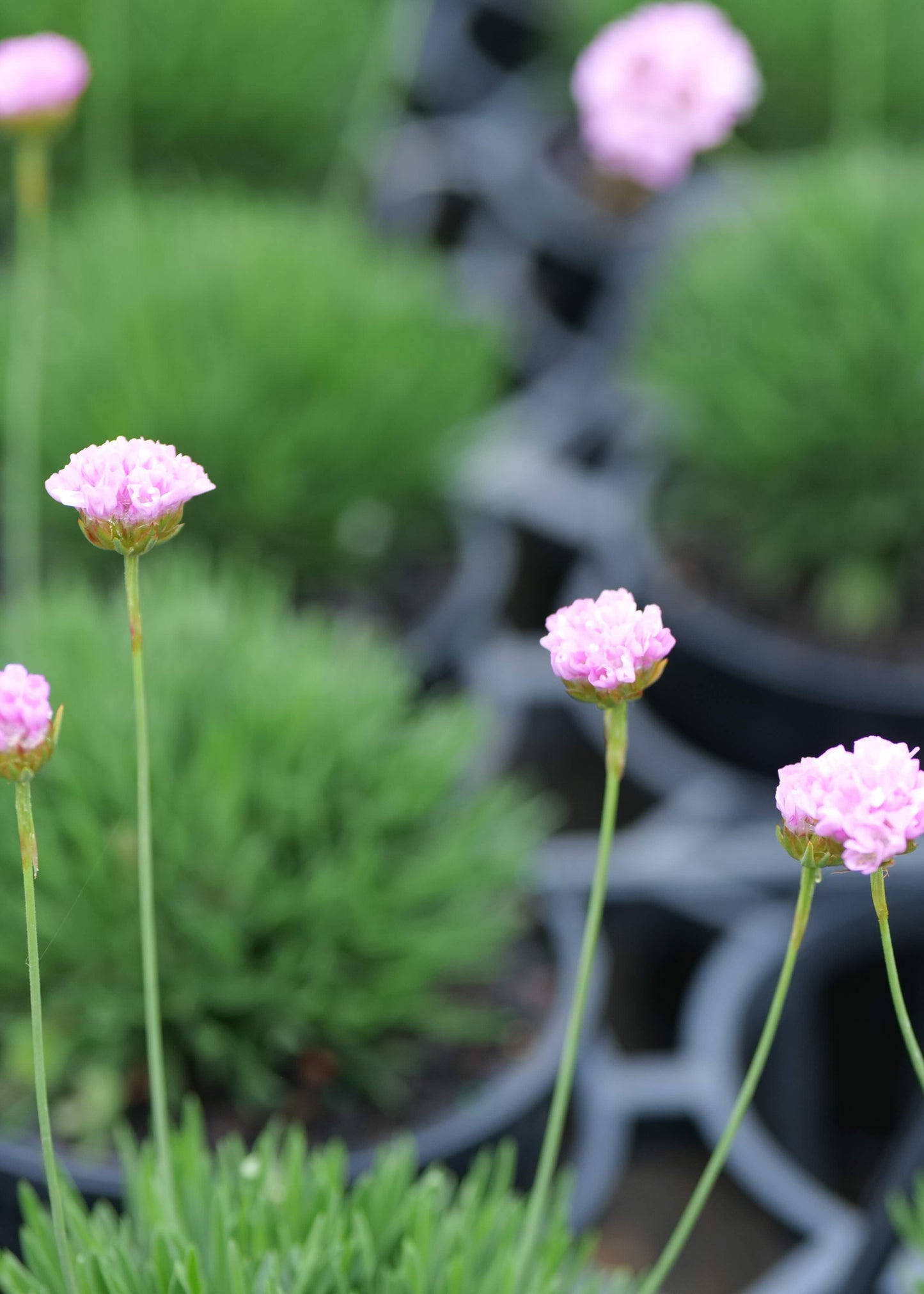 Armeria Pink Petite
