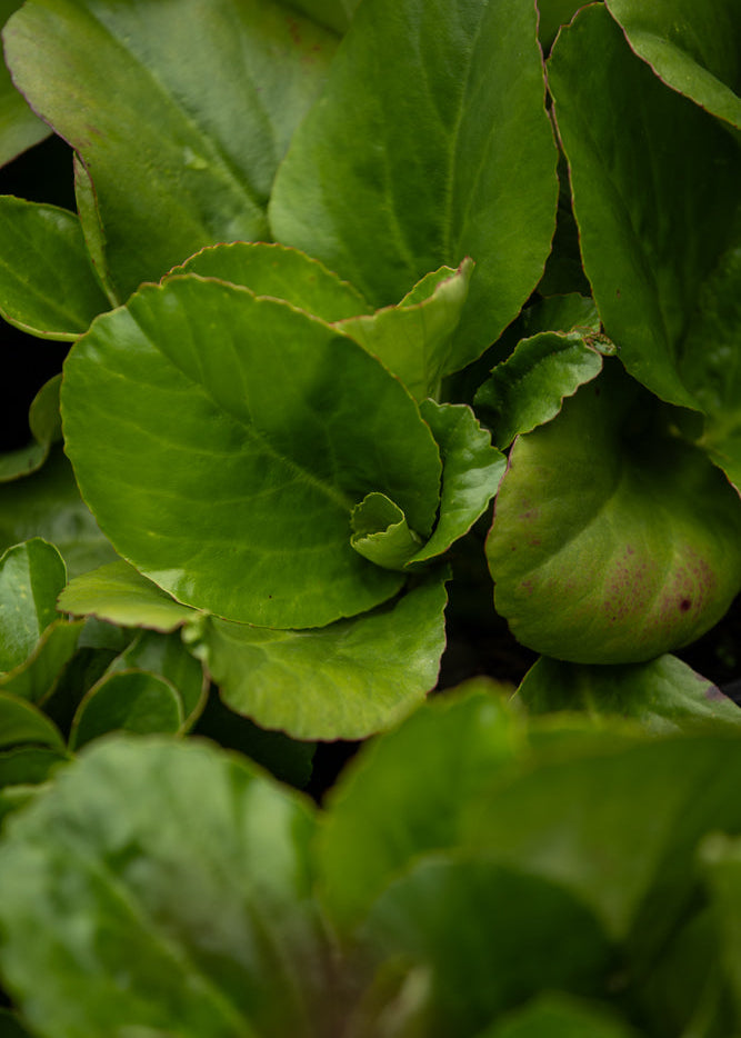 Close-up of green leaves on a Bergenia Snowtime with a dark background