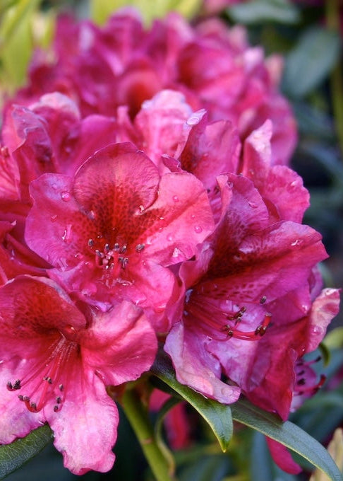 Close-up of a pink flower of Rhodo Black Sport with water droplets on its petals, surrounded by green leaves.