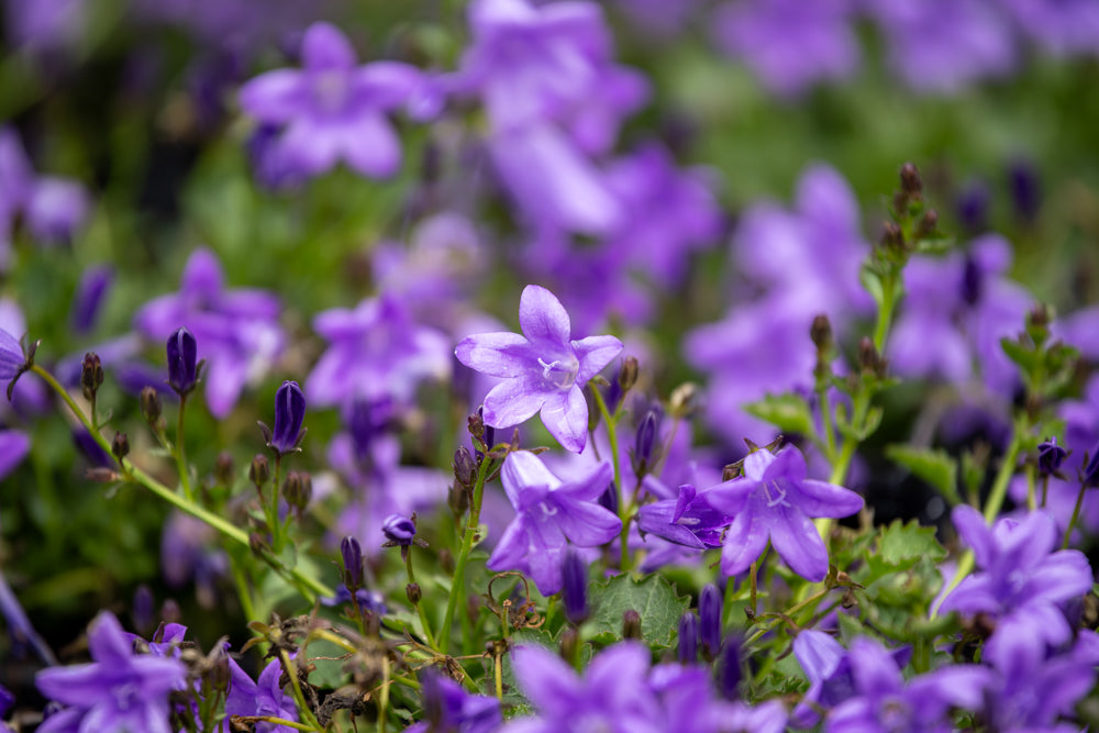 Campanula Mrs Resholt