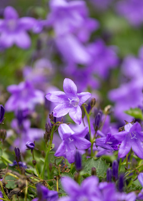 Close-up of Campanula Mrs Resholt flowers with a blurred green background