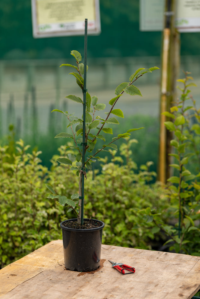 Carpinus Betulus