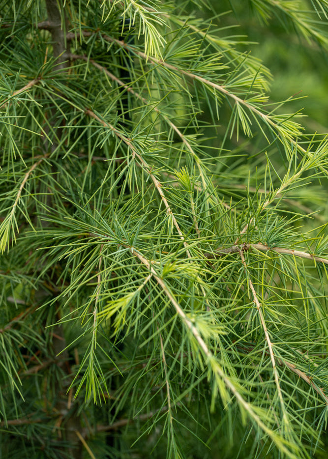 Close-up of Cedrus deodara branches with leaves